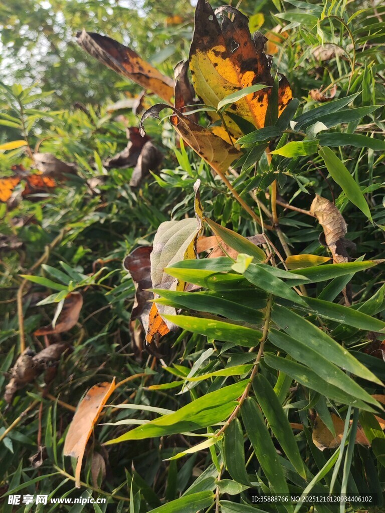 秋日植物斑斓叶片与绿叶