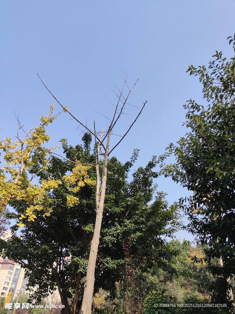 秋日树林中的树木景象