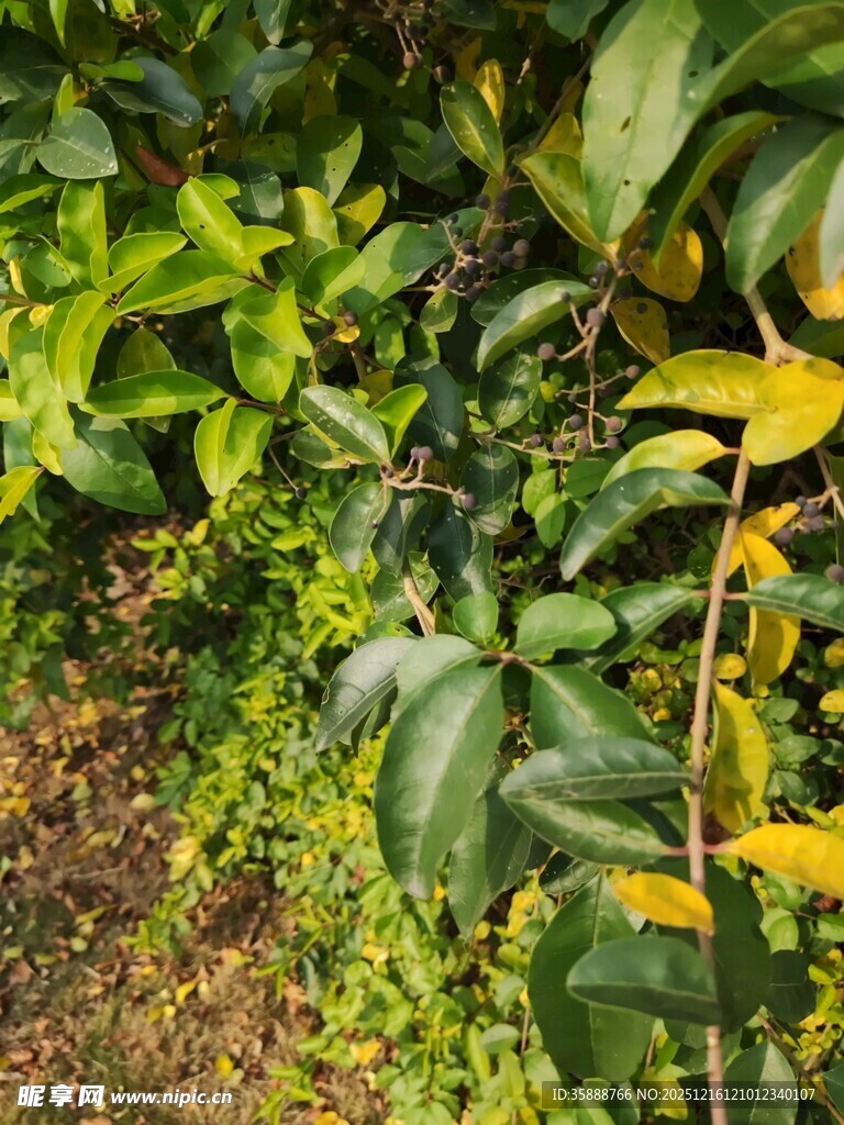 繁茂绿植展现自然生机