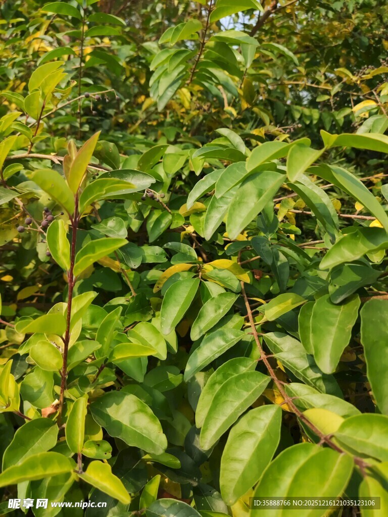 翠绿繁茂的植物枝叶