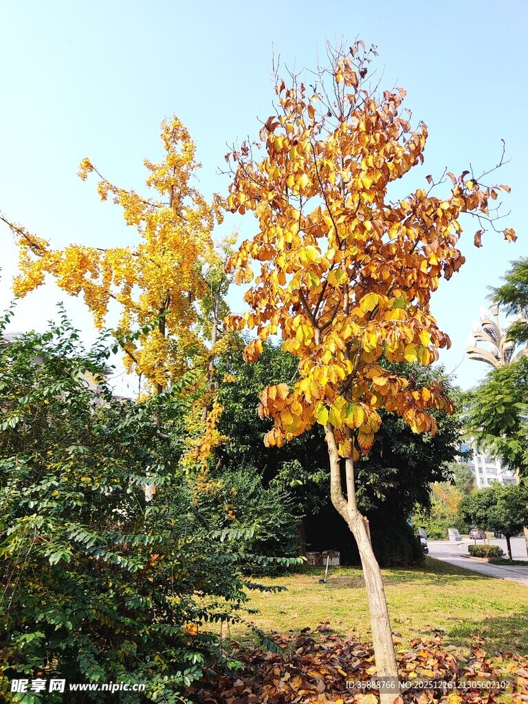 秋日里的斑斓树木