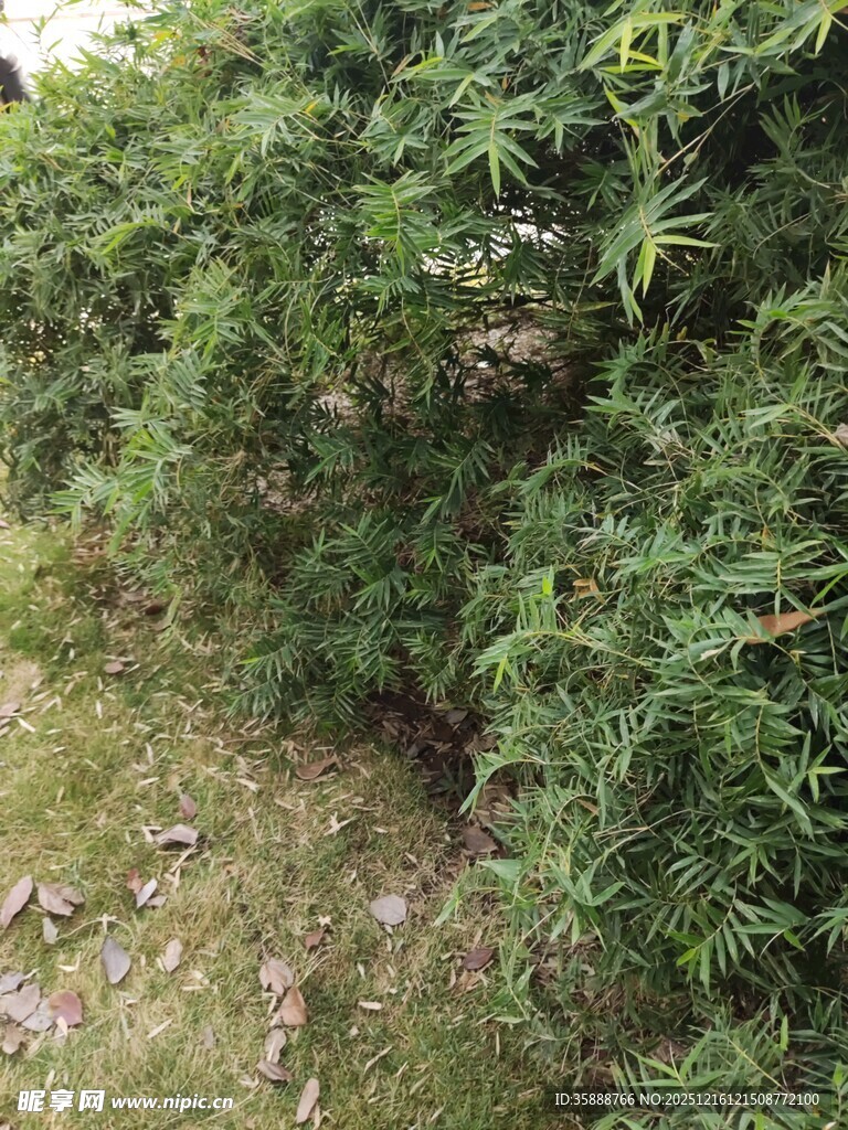 茂密绿植灌木丛景观