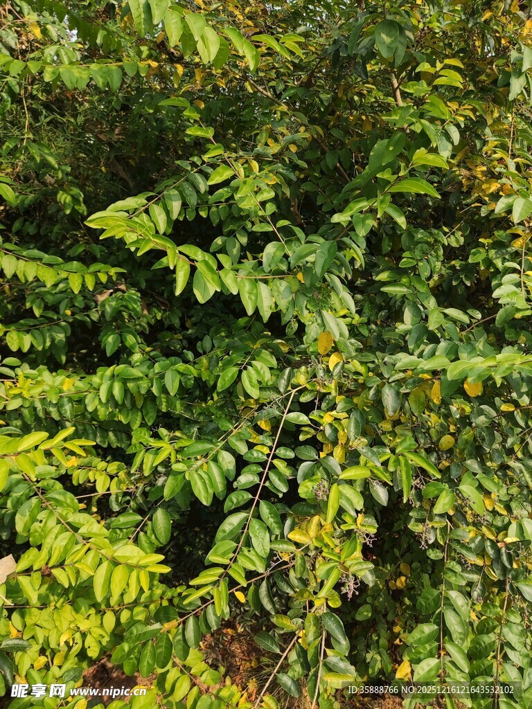 翠绿蕨类植物繁茂景象