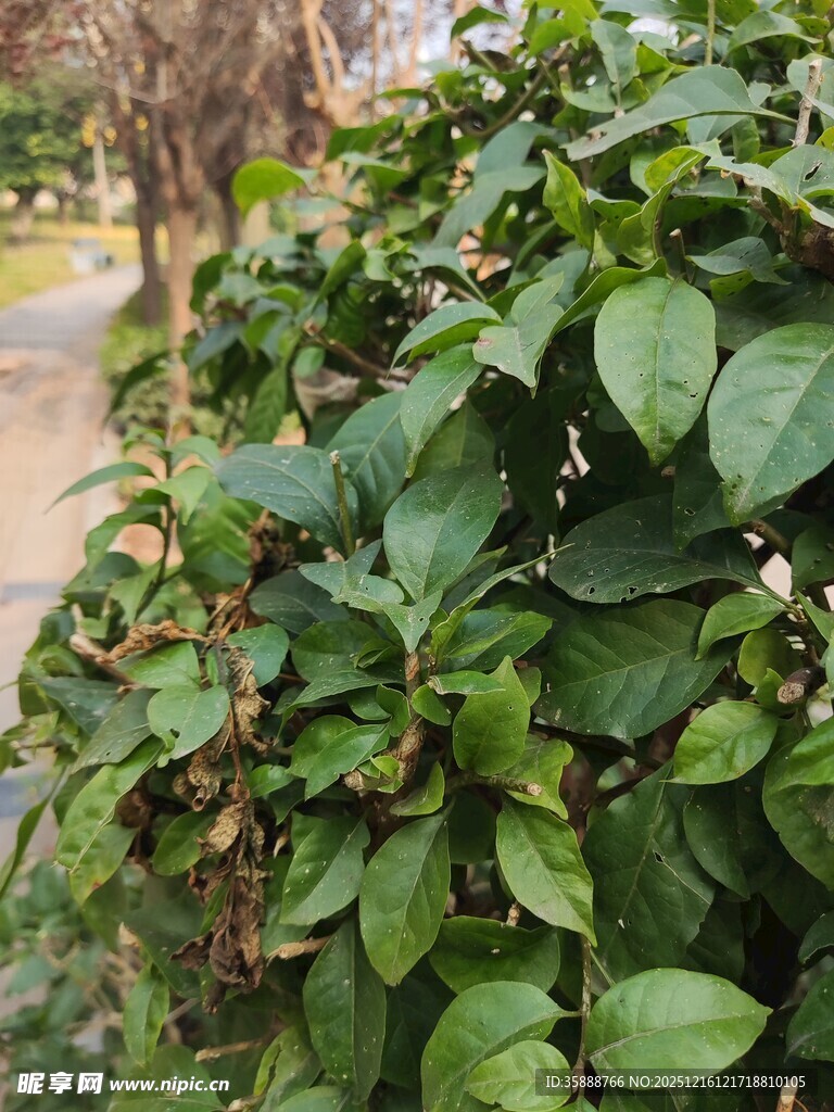 绿叶繁茂的植物景观