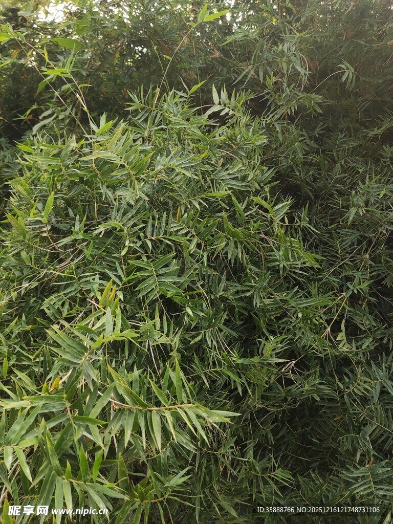 茂密竹林绿意盎然
