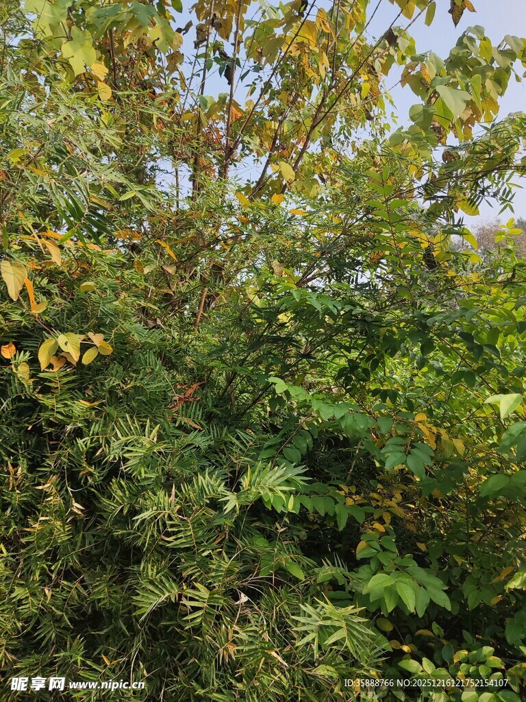 繁茂绿植展现自然生机