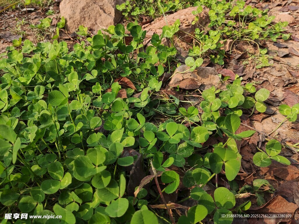 地面嫩绿植物生机盎然