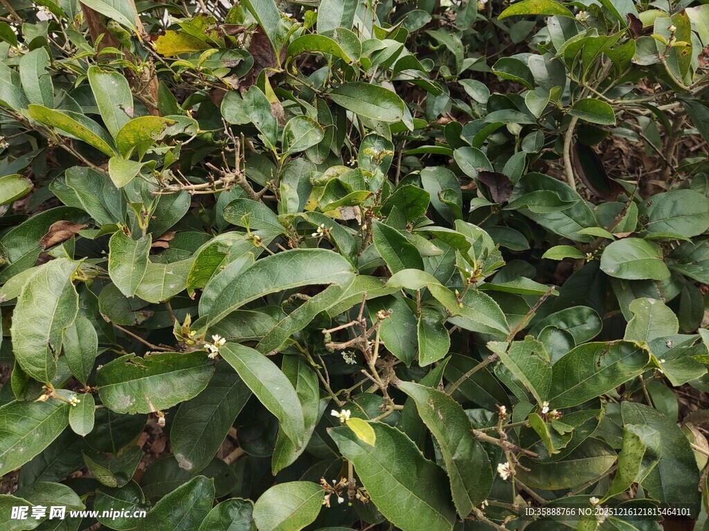 绿叶繁茂的植物景象