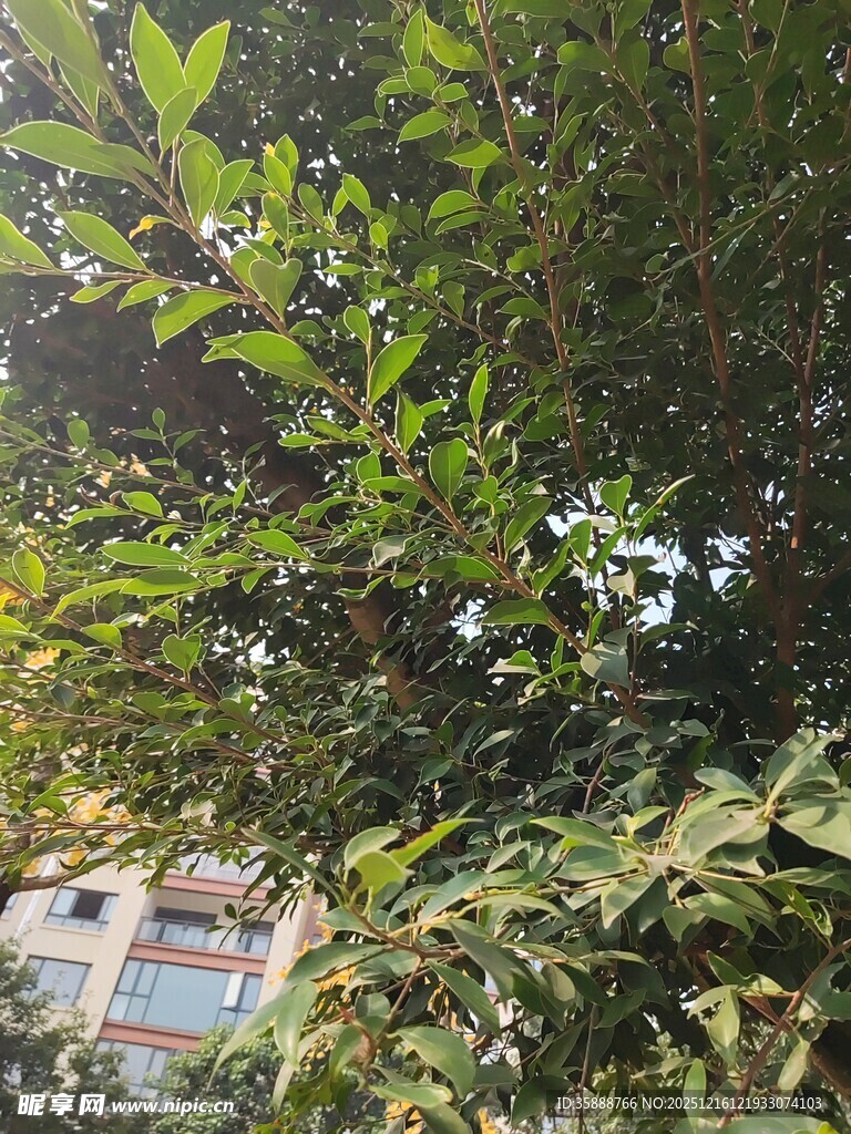 绿叶繁茂的树木与建筑