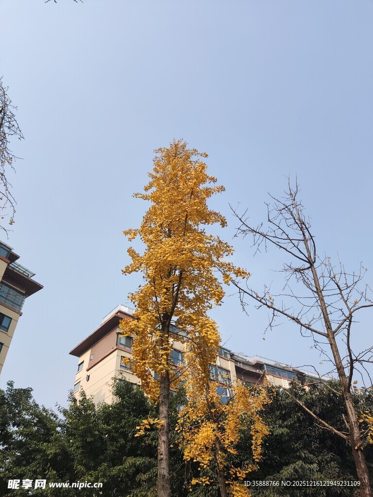 秋日银杏旁的古朴建筑