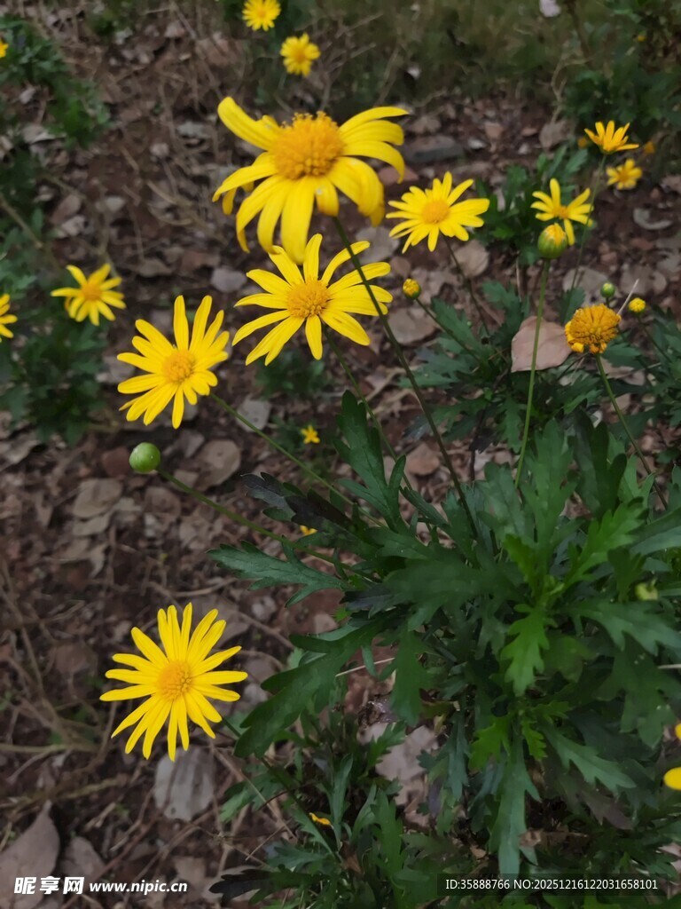 地上绽放的黄色小野花