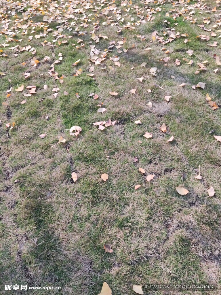 地面散落枯黄树叶