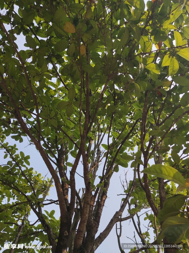 繁茂绿树枝叶间的自然景致