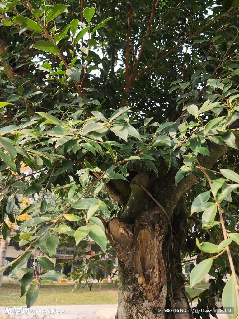 茂盛大树展现勃勃生机