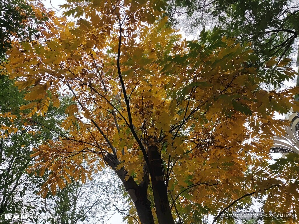 秋日斑斓树木景致