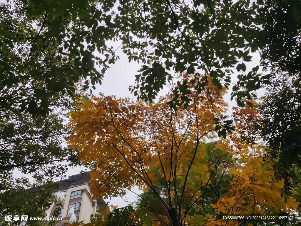 秋日树林中的斑斓树木