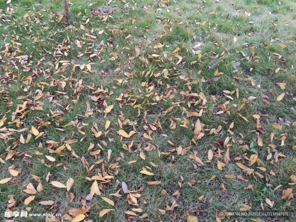 地面散落的枯黄落叶
