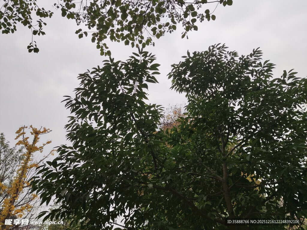 枝叶繁茂的绿树景观