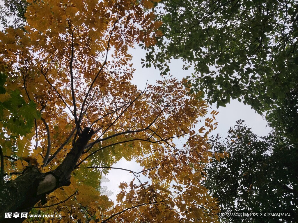 秋日树梢斑斓景致