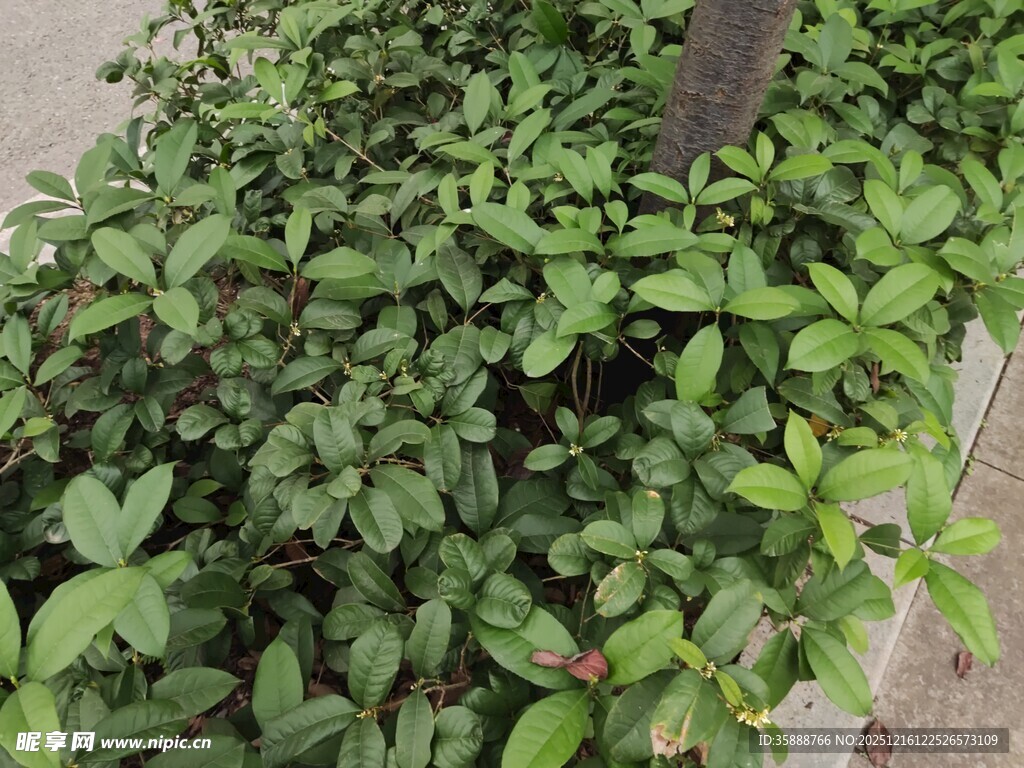 绿叶繁茂的植物景观