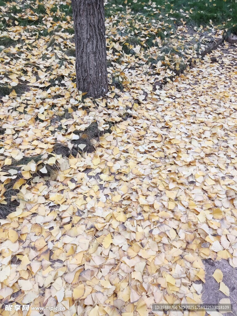 树下金黄落叶铺满地面
