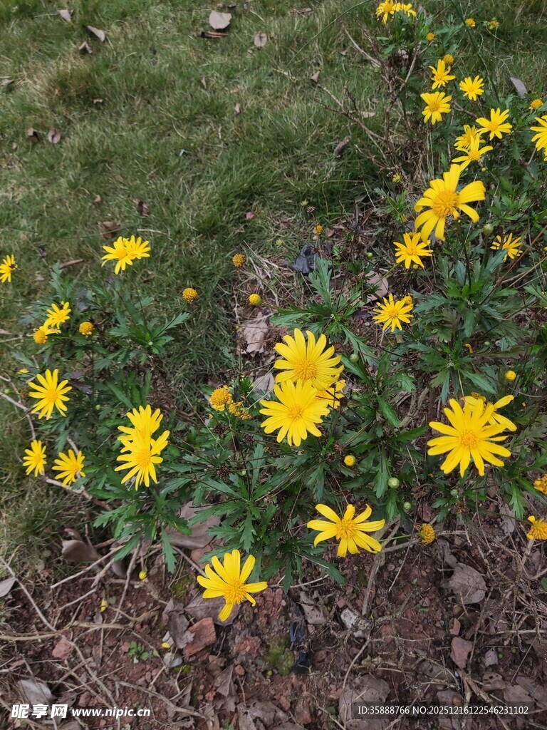 草地中的黄色小花绽放