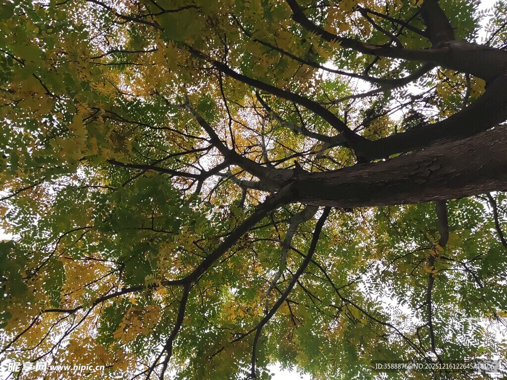 仰视茂密繁茂的树冠