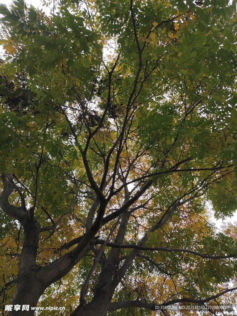 仰视繁茂枝叶的树木