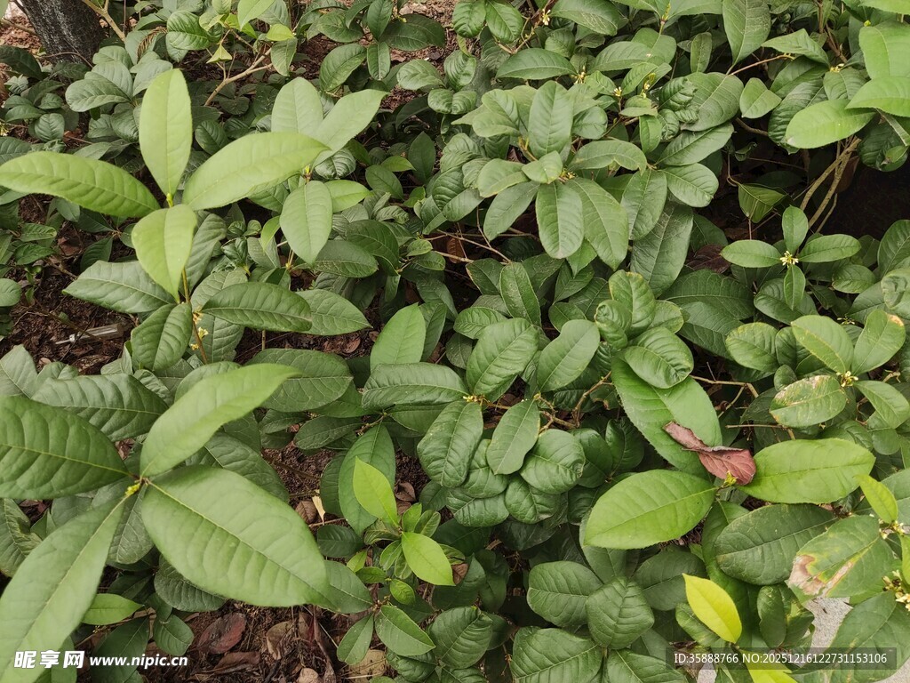 绿叶繁茂的植物景观