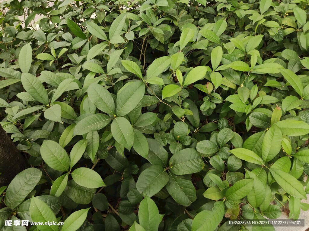 绿叶繁茂的植物景观