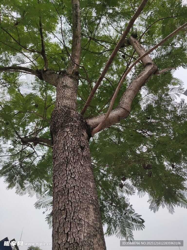 高大挺拔的树木