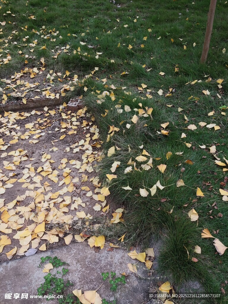 秋日小径落叶景致