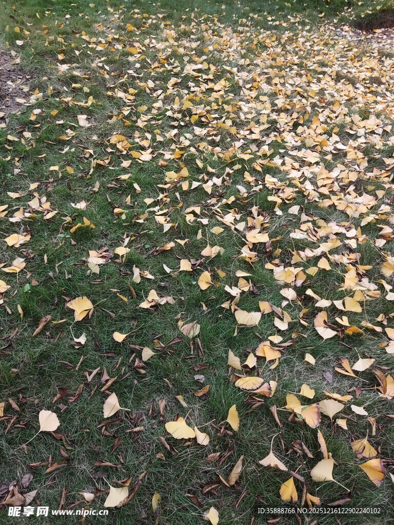 秋日草地落满金黄银杏叶