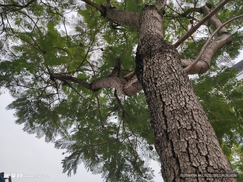 高大挺拔的树木特写