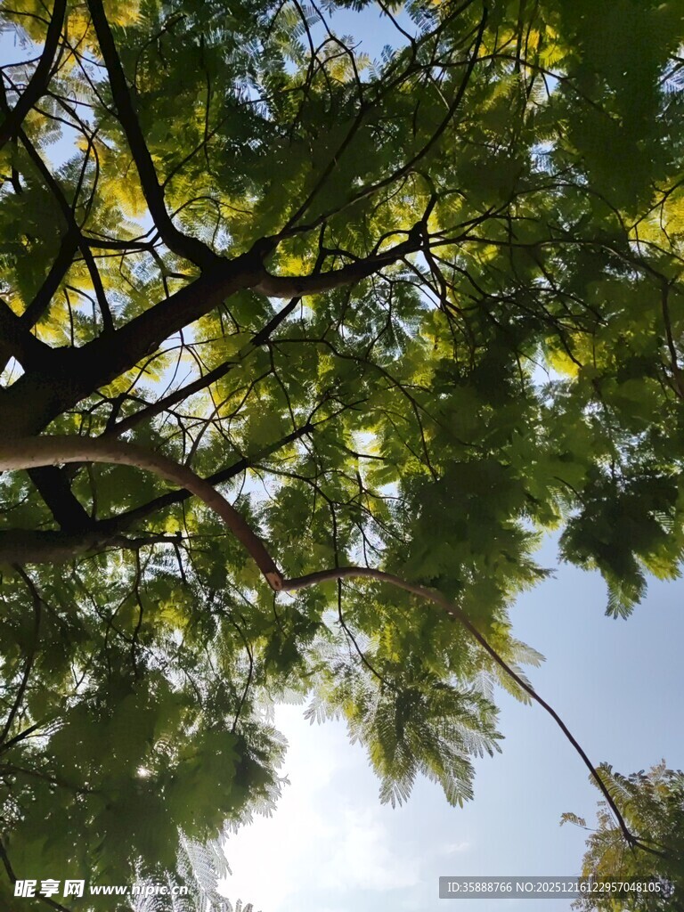 仰视繁茂枝叶与蓝天