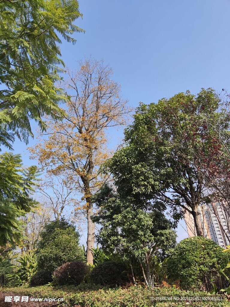 秋日林间绿意与黄叶交织