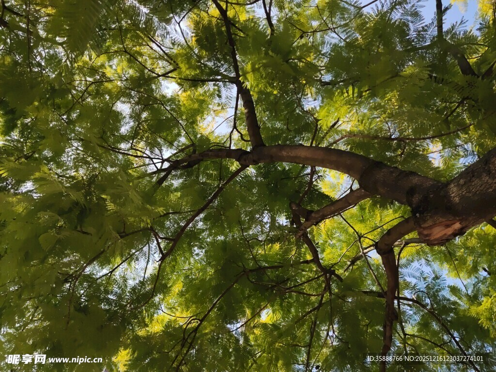 仰视繁茂树冠绿意盎然
