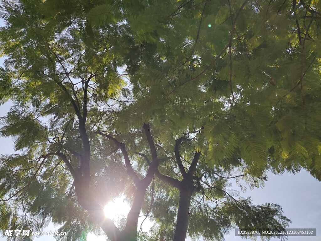 阳光透过树叶洒下的美景