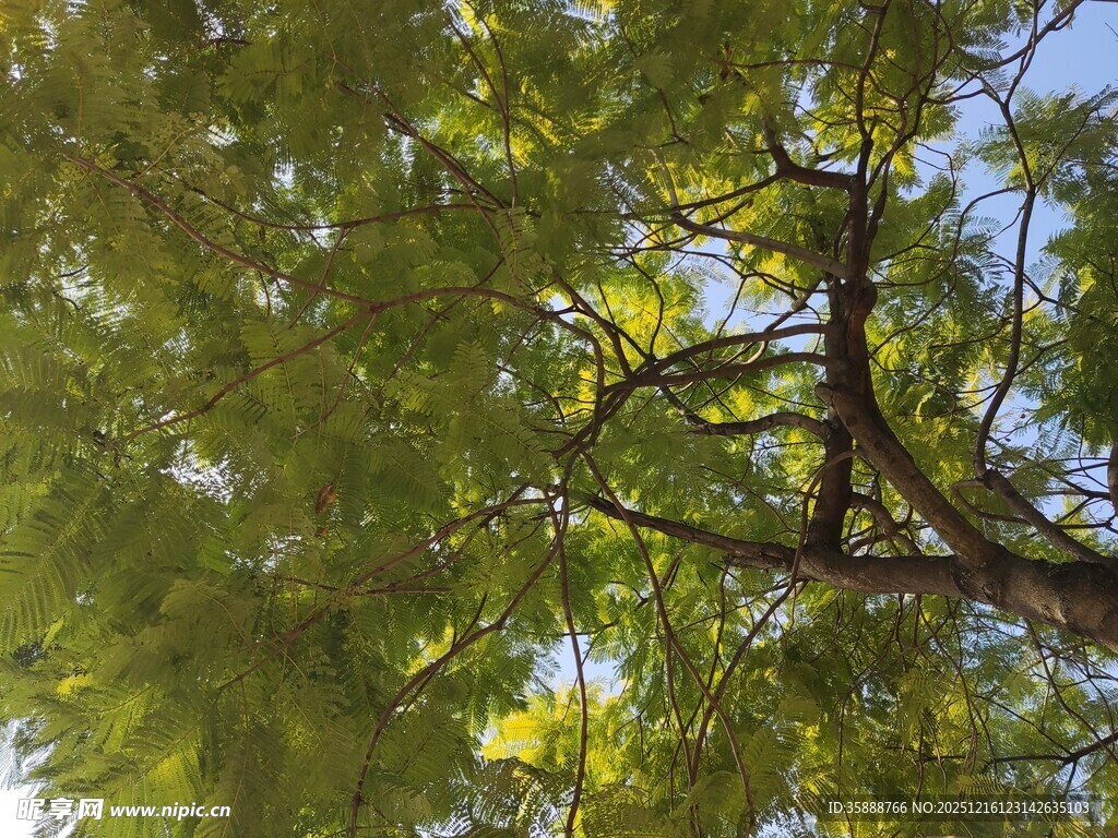 枝叶繁茂的绿树景观