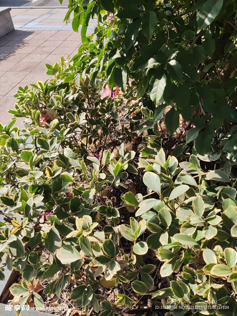 绿叶繁茂的灌木丛