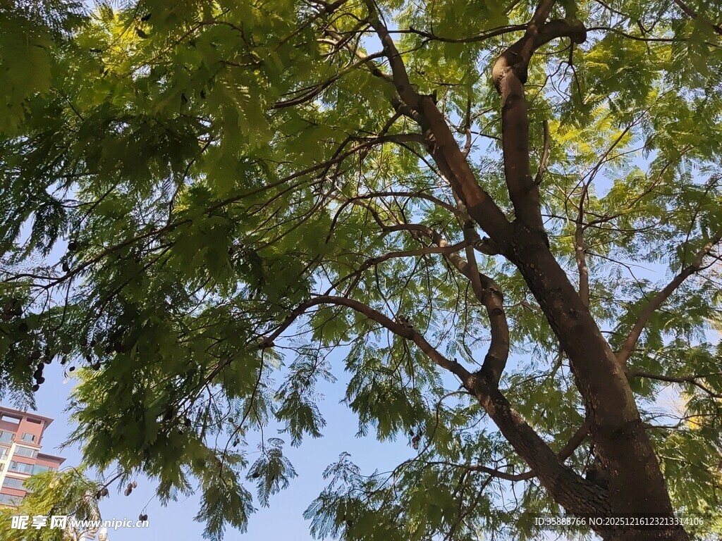 枝叶繁茂的大树