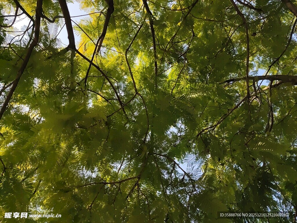 仰视翠绿繁茂的树枝