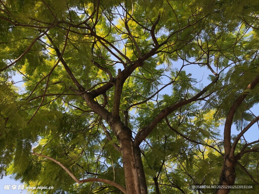 仰视葱郁树木枝叶繁茂