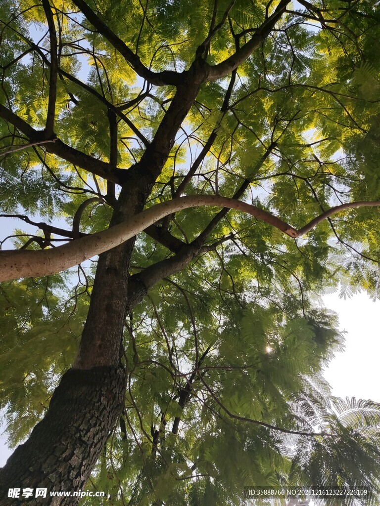 繁茂大树展现自然生机