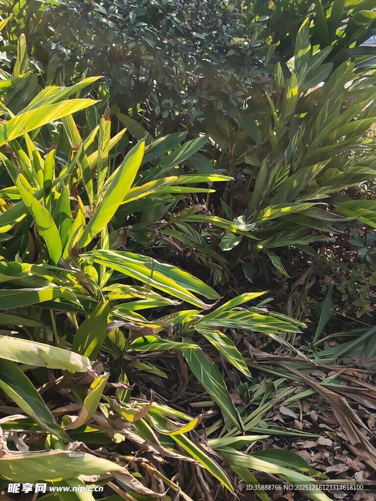 阳光下的翠绿植物