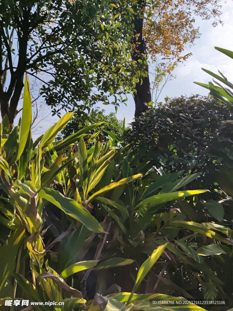 阳光下的葱郁绿植景观