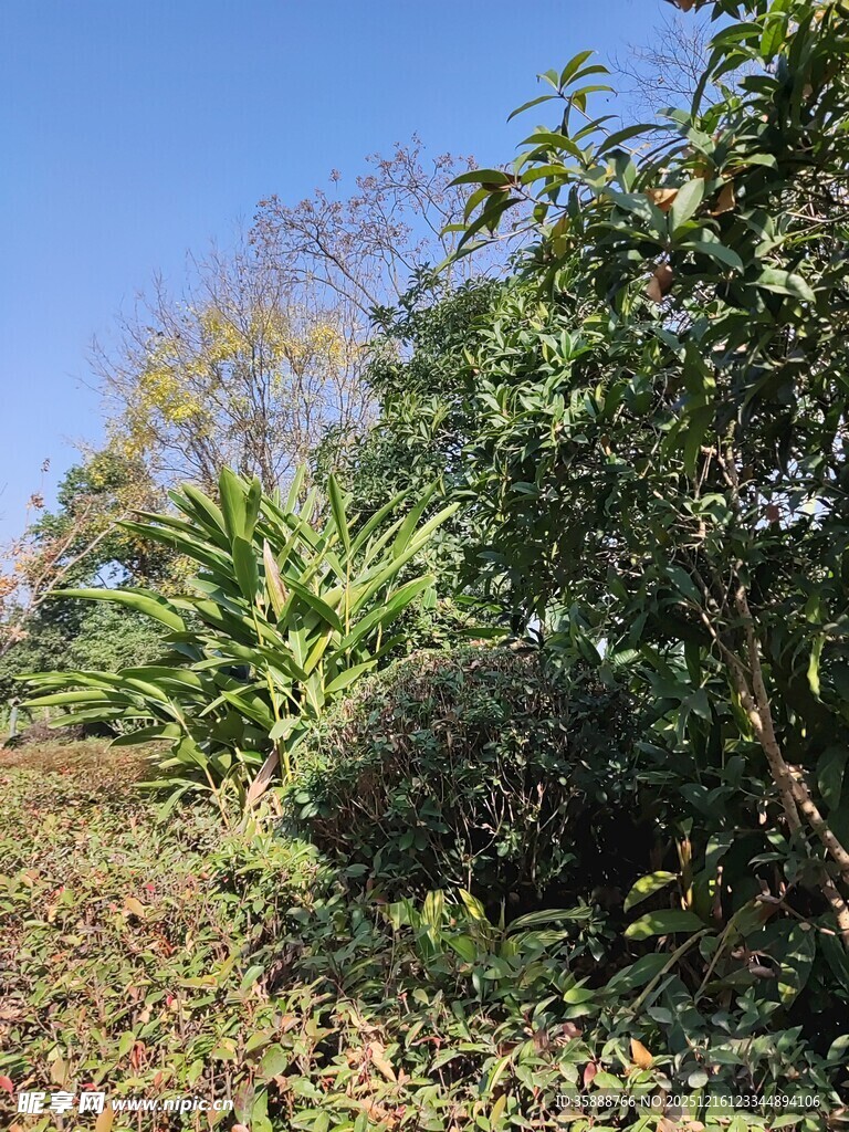 户外繁茂绿植景观