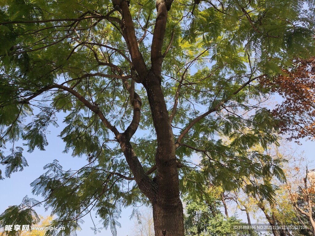 高大繁茂的绿树