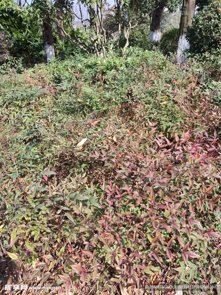 落叶覆盖的草地景观