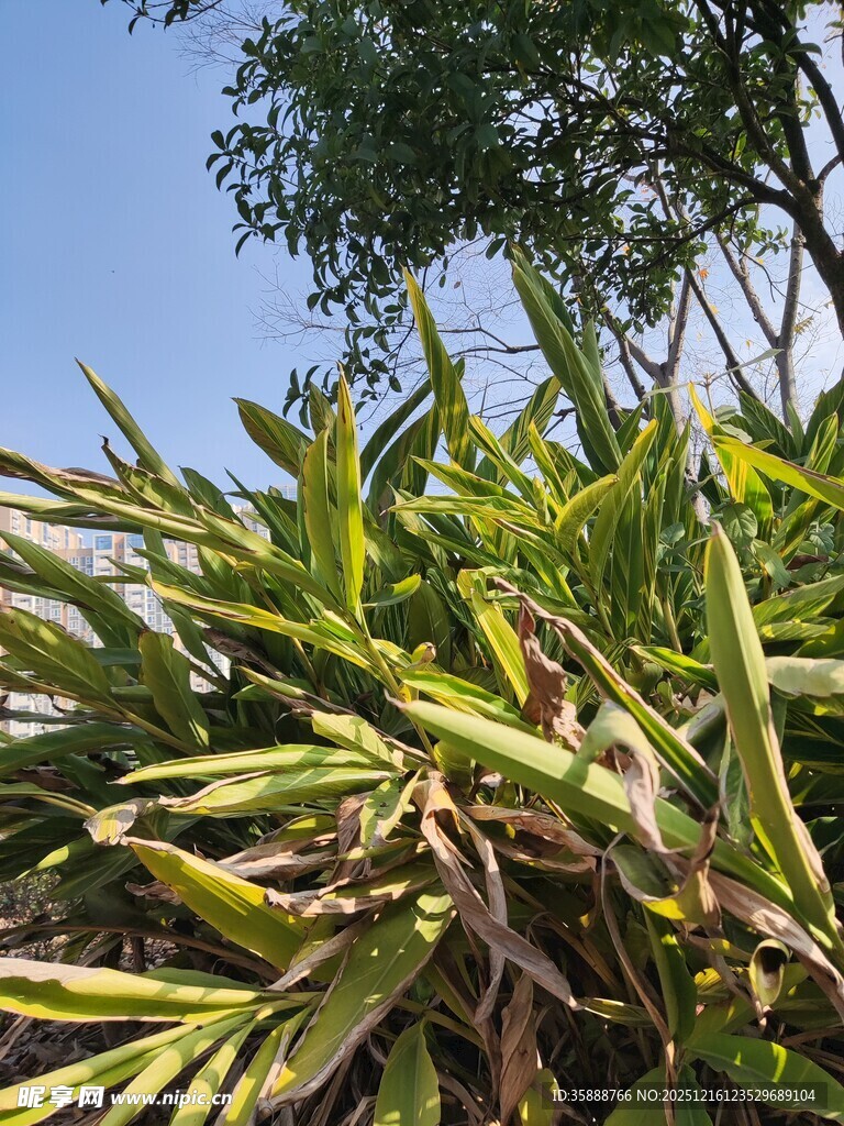 翠绿植物近景生机盎然